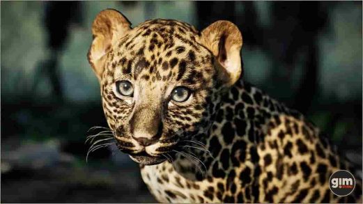 动物模型 – 幼豹 (Animalia – Leopard young)虚幻引擎UE资源网-海量优质免费素材网|是一个提供海量CG素材的网站，包含虚幻资源、CG模型、CG教程等AICGT资源网