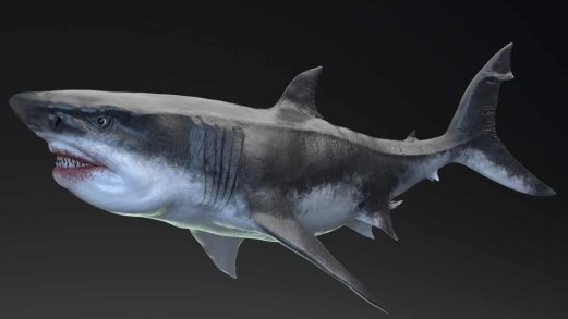 巨齿鲨 – 海怪系列5 | MEGALODON – Sea Monster Series 5虚幻引擎UE资源网-海量优质免费素材网|是一个提供海量CG素材的网站，包含虚幻资源、CG模型、CG教程等AICGT资源网