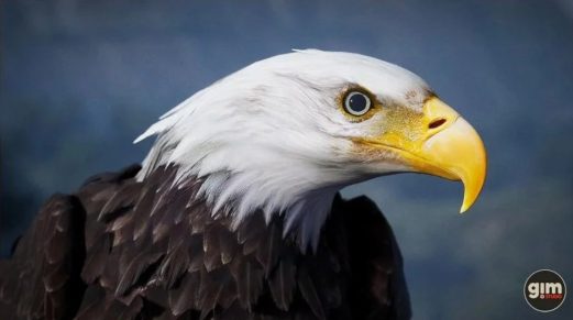 动物界 – 秃鹰与金雕 – Animalia – Bald and Golden Eagle虚幻引擎UE资源网-海量优质免费素材网|是一个提供海量CG素材的网站，包含虚幻资源、CG模型、CG教程等AICGT资源网