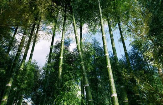 亚洲竹林 – Bamboo Asian forest虚幻引擎UE资源网-海量优质免费素材网|是一个提供海量CG素材的网站，包含虚幻资源、CG模型、CG教程等AICGT资源网